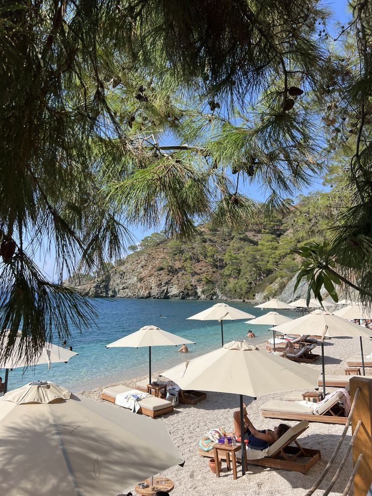 Cream parasols and sunbeds under umbrella pines on a pebble beach
